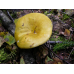 Мицелий Сыроежки желтой / Сыроежка светло-желтая (Russula claroflava)